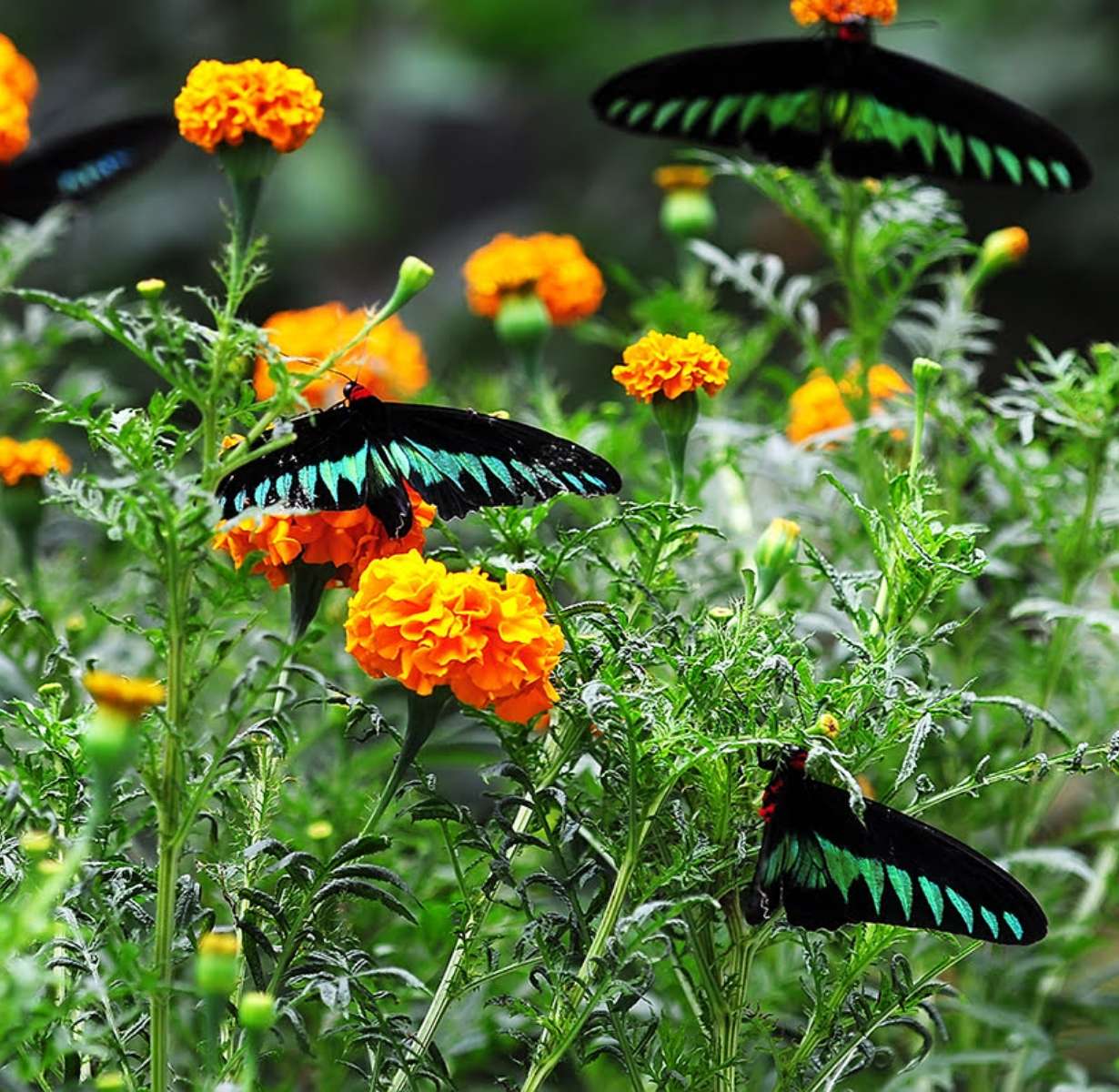 Butterfly Garden