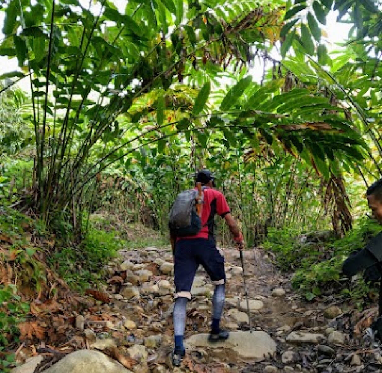 Jungle Trekking