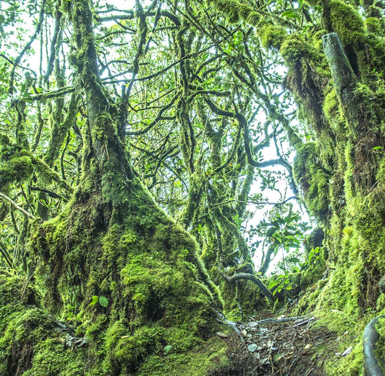 Mossy Forest