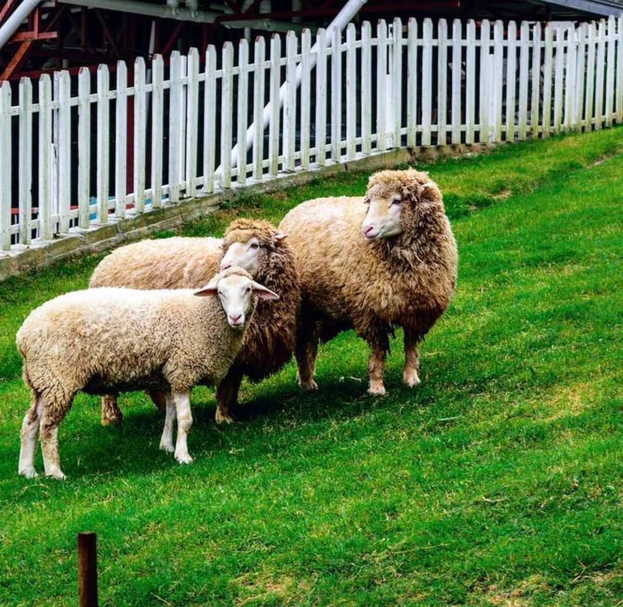 Sheep Sanctuary