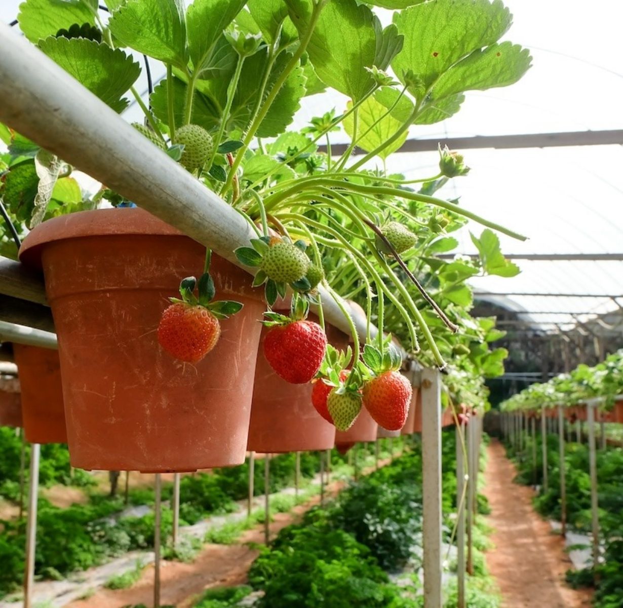 Strawberry Farms