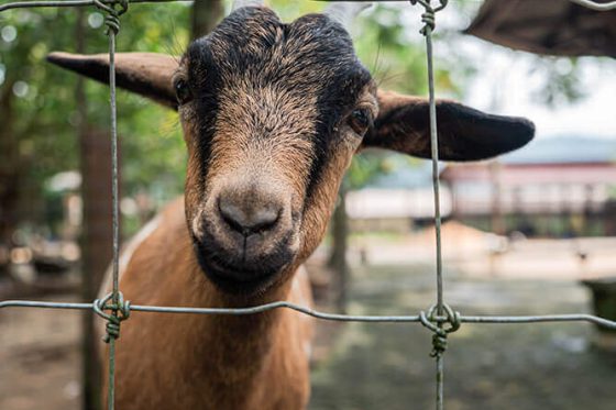 teambuilding-bentongfarm-07